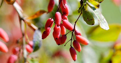 fruit burberry|how much berberine in barberries.